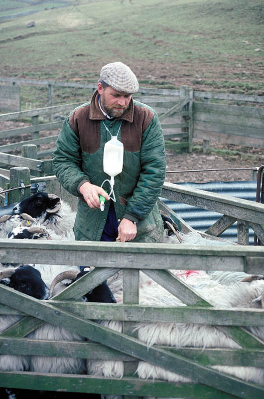 man inoculating several sheep in a pen